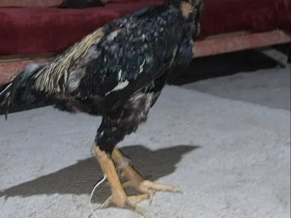Chickens — Kirgisistan