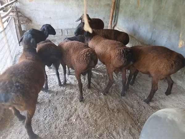 كبش, الأغنام — أوزبكستان