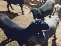 Ram, Hissar sheep — photo 3
