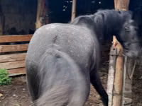 公马, Horses — 照片 4