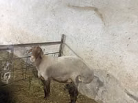 Ram, Sheep — photo 7