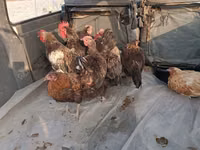 Chickens — photo 2