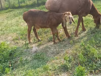 Schaf, Arashan sheep — Foto 4