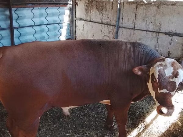 Toro, Vaca kazaja de cabeza blanca