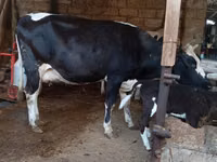 母牛, Russian Black pied cattle — 照片 7