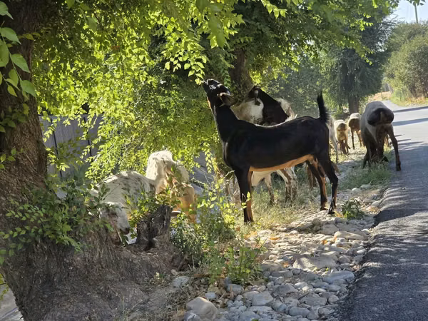 母山羊, Goats