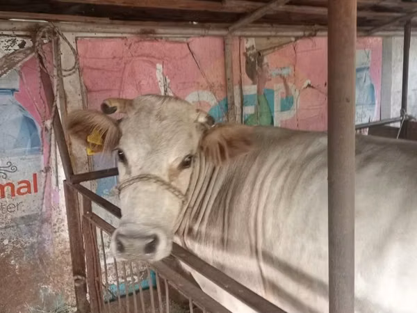 गाय, मवेशी — कज़ाखस्तान
