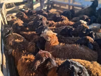كبش, Edilbay sheep — الصورة 4