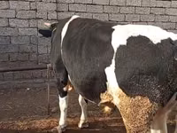 ثور, Russian Black pied cattle — الصورة 3