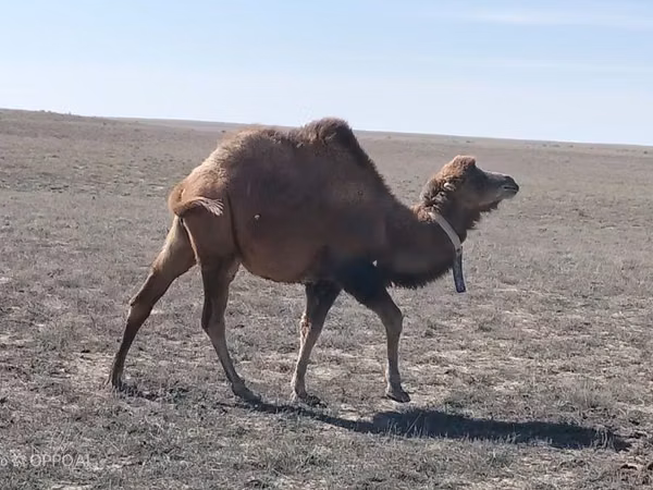 Kamel, Kazakh Bactrian camel