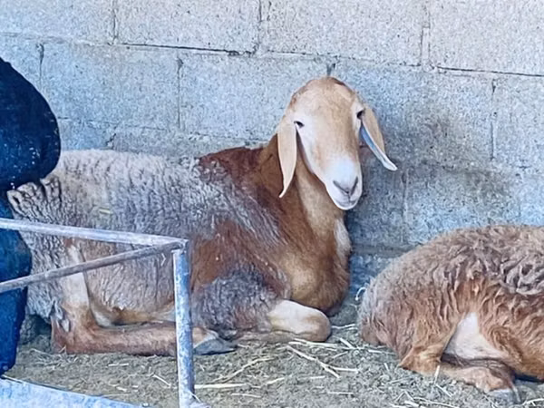 Ram, Sheep
