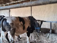 Bulle, Russian Black pied cattle — Foto 1