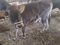 Bull, Swiss cattle — photo 2