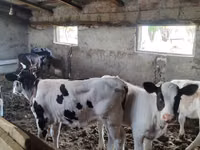 母牛, Cattle — 照片 1