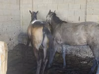Caballo, Caballos — foto 2