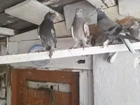 Chickens — Foto 1