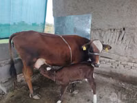 母牛, Cattle — 照片 3