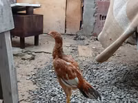 Chickens — Foto 1