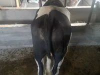 Bulle, Holstein-Rasse — Foto 5