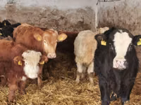 Rinder (Partie, Geschlecht nicht angegeben), Simmental cattle — Foto 2