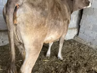 母牛, Swiss cattle — 照片 2
