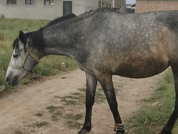 فرس, الخيول — قيرغيزستان