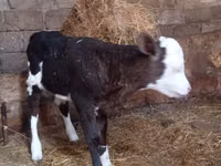 Sigir, Russian Black pied cattle — 2-rasm