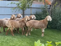 Widder, Arashan sheep — Foto 3