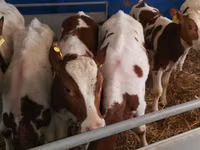 ثور, Simmental cattle — الصورة 5