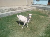 Ziege, Saanen goat — Foto 2