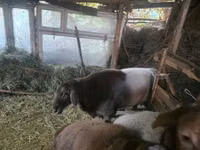 Widder, Arashan sheep — Foto 8