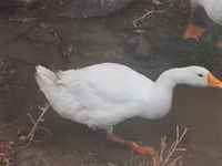 Geese — Foto 2