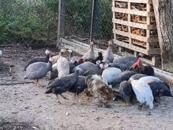Guinea fowl
