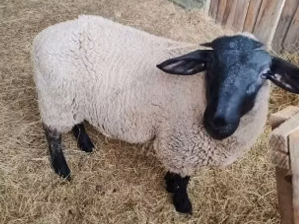 Schaf, White Suffolk sheep