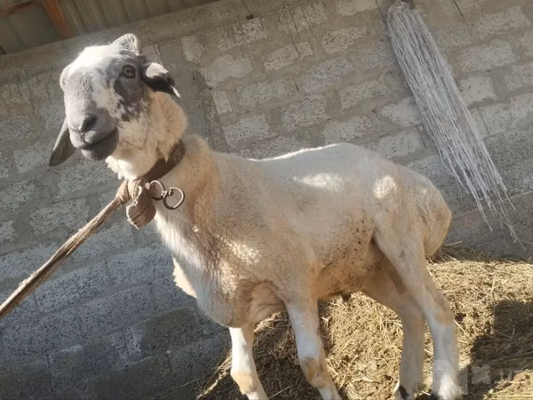 Кочкор, Койлор