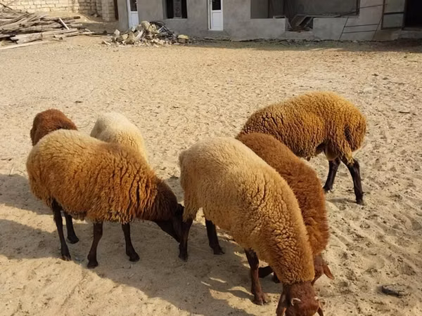 公羊, Sheep