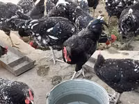 Australorp — Foto 3