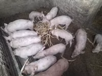 Schweine (Partie, Geschlecht nicht angegeben) — Foto 2