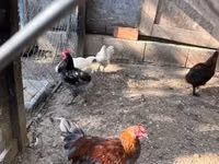 Marans — Foto 7