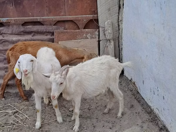 母山羊, Goats — 哈萨克斯坦