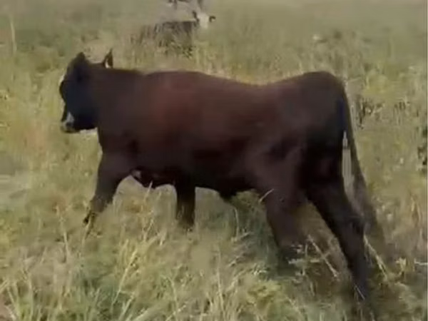 公牛, Latvian Blue cattle — 哈萨克斯坦