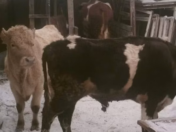 公牛, Cattle — 哈萨克斯坦