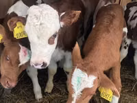 Bulle, Swiss cattle — Foto 1