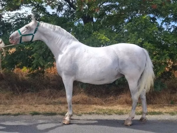 Stute, Lipizzaner
