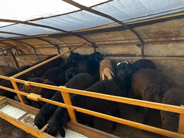 Ovejas (lote, sexo no especificado), Ovejas — Uzbekistán