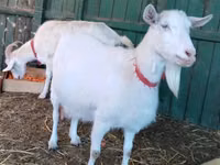 Ешкі, Pomellata goat — 2-сурет