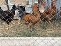 Chickens — Foto 3