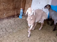 Qoʻy, Edilbay sheep — 7-rasm