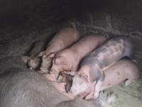 母猪, Pigs — 照片 4