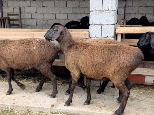 Ram, Sheep